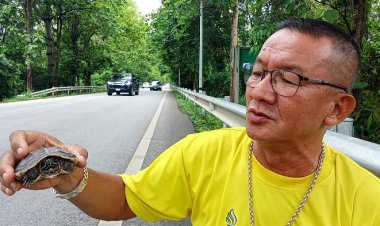 หนุ่มอุทัยธานี ยอมเสี่ยงชีวิตวิ่งฝ่ารถหลายสิบคันช่วยลูกเต่านอนหงายท้องกลางถนน