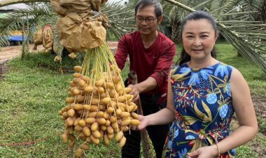 เปิดสวนอินทผาลัม "ไร่เคียงน้ำ"ปลูก 20 ไร่ กว่า 300 ต้น โกยปีละ 3 ล้านบาท