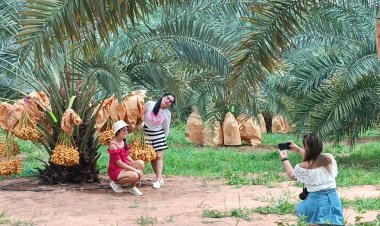 นักท่องเที่ยวแห่ ชิม ช้อป สวนอินทผลัมกินสดพันธุ์บาฮี “ไร่ดังใหม่”ครบุรี คึกคัก