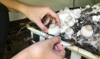 กรมวิชาการเกษตร เผย โฉมเห็ดฟางพันธุ์ใหม่ “กวก. สทช.1”ให้ผลผลิตสูง รายได้งาม