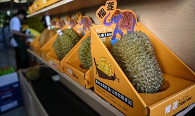 จีนเริ่มเก็บเกี่ยวปลูกทุเรียนเองส่งตลาดในท้องที่ชนบทแล้ว