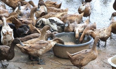 ผู้เลี้ยงเป็ดขอนแก่นต้นทุนพุ่งวอนรัฐช่วย เจออาหารสัตว์แพงแถมค่าไฟจ่อขึ้นซ้ำเติม