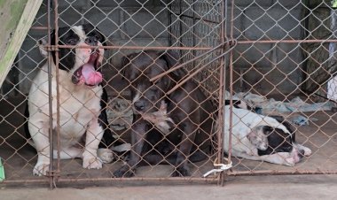 สุดสลด!สุนัขพันธุ์อเมริกันบูลลี่ 3 ตัว หลุดกรง รุมสยำคุณตาวัย 70 ดับสยอง