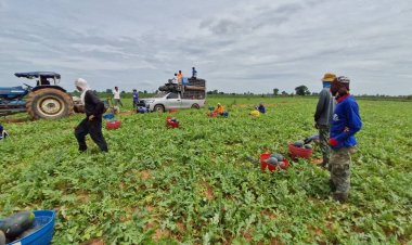 เกษตรกรโคราช  เปลี่ยนป่ายูคาลิปตัส 80 ไร่  ปลูกแตงโมขาย รอบเดียวทำเงินกว่า 1 ล้านบาท
