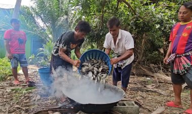 ฟาร์มเมืองคอน นำปลาหมอคางดำ สร้างมูลค่า ต้มแปรรูปเป็นอาหารเลี้ยงกุ้งในบ่อ