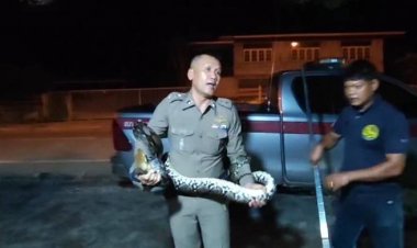 ชื่นชม!ร.ต.อ.บุกกลางดึก จับผู้ร้าย (งูเหลือม)เลื้อยเข้าบ้านกินไก่ในเล้า