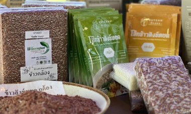 คนใต้บริโภคข้าวแพง แหล่งผลิตใหญ่ข้าวนาปรัง "พัทลุง-สงขลา"ลดฮวบเหตุภัยแล้งคุกคาม