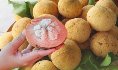 พาณิชย์ขึ้นทะเบียน GI กระท้อนทรงปลูก”กระท้อนทองใบใหญ่บางเจ้าฉ่า”