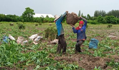 ชาวไร่มันปราจีนบุรีเร่งถอนมันหนีน้ำท่วม ตัดใจขายกก.ละ1.10สตางค์