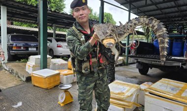 ทหารหน่วยเฉพาะกิจราชมนูสกัดตรวจยึดไอ้เข้ งูเห่า สัตว์สงวน 38 ลัง