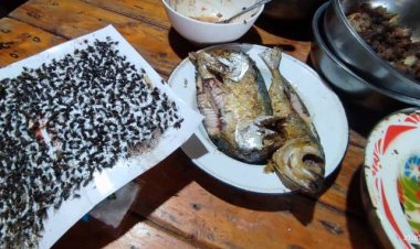 กองทัพแมลงนับหมื่นบุกยึดบ้าน คนประจันตคาม เดือดร้อนหนัก