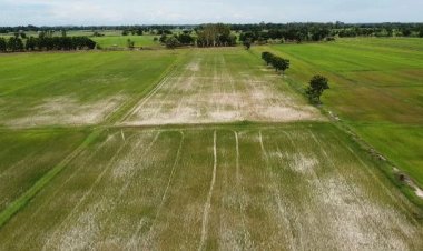 ชาวนาสุโขทัยระทม!ผจญภัยแล้งกลางฤดูฝน ฝนทิ้งช่วงนาน 2 เดือน ต้นข้าวเริ่มแห้งตาย