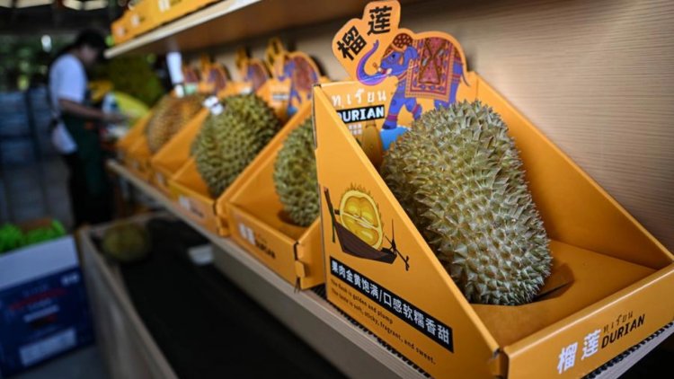 จีนเริ่มเก็บเกี่ยวปลูกทุเรียนเองส่งตลาดในท้องที่ชนบทแล้ว
