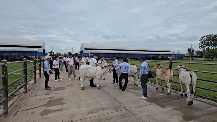 สร้างมูลค่าเพิ่ม "ดีจี แรนซ์" ฟาร์มวัวใหญ่ คลองขลุง ต่อยอดศูนย์เรียนรู้-ท่องเที่ยว