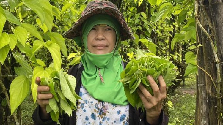 ชาวสวนกบินทร์บุรีปลูกพลูกินหมากเก็บขายโกยวันละกว่า1,000 บาท