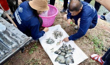 กรมประมงจับไม่หยุด “ล่าปลาหมอคางดำ” เดินหน้าฟื้นฟูความหลากหลายทางชีวภาพ