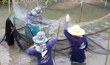 ซีพีเอฟผนึกประมงจังหวัดสมุทรสงครามจัด “ลงแขกลงคลอง” ครั้งที่ 5 จัดการปลาหมอคางดำ