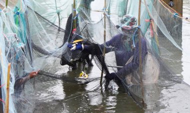 ชาวประมงในสมุทรสาครยันปลาหมอคางดำหายไปจากพื้นที่แล้ว 80%