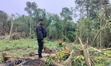 เร่งล่าแก๊งมอดไม้ลอบโค่นต้นไม้ทำลายป่าสมบูรณ์บนภูเขา ป่าต้นน้ำเทพา