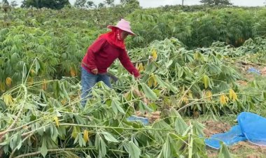 ชาวไร่ อ.บรบือ วอนรัฐช่วยรับซื้อมันสำปะหลังโดนน้ำท่วม กก.ละ 1.5 บาท ดีกว่าทิ้ง