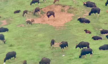 นอนกางเต็นท์ดูดาว ชมกระทิง สัมผัสไอหมอก @ วังน้ำเขียว รับวันแม่แห่งชาติ