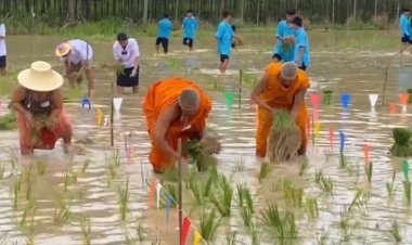 สวมจีวรเป็นพระประเพณีลงแขกดำนา คนแปดริ้ว สร้างสัน เสียงหัวเราะ