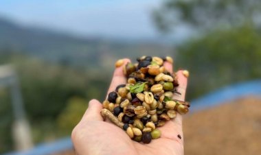 ผลักดัน "พันธุ์อะราบิกา" ปางปูเลาะ จ.พะเยา สู่มาตรฐานกาแฟพิเศษ (SCA) ยกระดับสินค้าเกษตรมูลค่าสูง