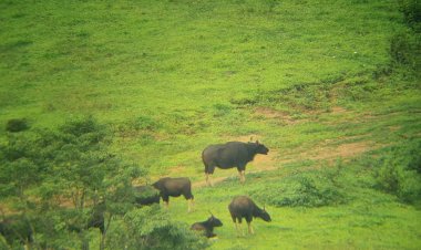 หยุดยาววันแม่ ชวนนอนกางเต็นท์ดูดาว ชมกระทิง สัมผัส ทะเลหมอก ที่วังน้ำเขียว