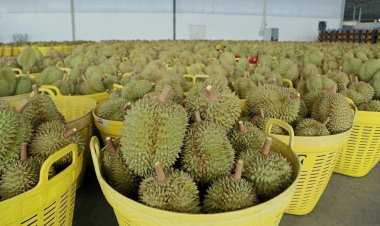 เอลนีโญพ่นพิษ จีดีพีเกษตรไตรมาส 2 หดตัว1.5%