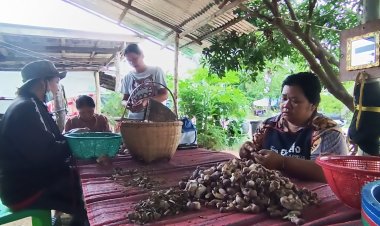 ฝนชุกอากาศร้อนชื้นเห็ดผึ้งขมขึ้นพรึ่บ คนครบุรี เก็บขายทำรายได้เสริมสุดปัง