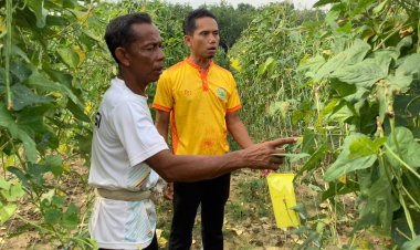 “กูแบสีรา” จากน้ำพระราชหฤทัยที่ทรงห่วงใยพสกนิกร สู่ความยั่งยืนต่อเกษตรกรปัตตานี