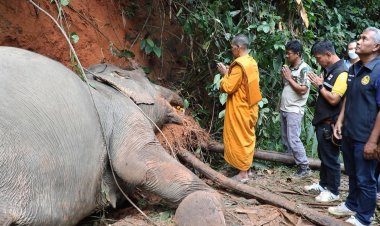 สลด!ช้างป่าหากินบนเขาเรดาร์ หักกิ่งเต่าร้างพาดสายแรงสูงถูกไฟฟ้าช็อตดับ