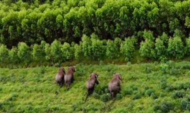 เตือนชาวครบุรีงดหาเห็ดป่าชุมชนหลังพบโขลงช้างโผล่หวั่นเกิดเหตุร้าย