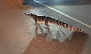 ฮือฮา!จระเข้จขนาด 2 เมตรเดินข้ามถนนในหมู่บ้านไปยังอีกฝั่ง