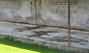 เจ้าของฟาร์มกบินทร์บุรียันไม่มีไอ้เข้หลุดจากบ่อเลี้ยงคาดเป็นจระเข้ธรรมชาติ