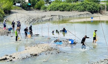 ประมงจังหวัดเพชรบุรี “ลงแขกลงคลอง”จับปลาหมอคางดำในคลองอีแอด ต.แหลมผักเบี้ย