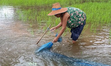 คนกบินทร์บุรีพลิกวิกฤติน้ำท่วมคลี่คลายลุยจับปลาทำเมนูพื้นบ้านรสเด็ดหมกหม้อ แซ่บคัก!