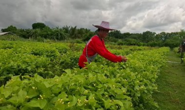 ฝนตกเชื้อรากินดอก ราคามะลิเมืองอุดรฯ พุ่งทะลุ กก.ละ 1,200 บาทรับวันแม่