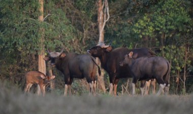 เทศกาลกางเต็นท์ดูดาว ส่องกระทิงป่า สัมผัสไอหมอกแห่งขุนเขาวังน้ำเขียวต้อนรับวันแม่