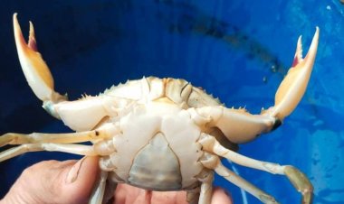 เลี้ยง "ปูขาวอินทรีย์"แก้หนี้นำร่องพื้นที่ "นิคมสหกรณ์ปากพญา"