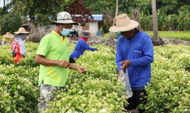 หนุนปลูก “มะลิ” ดอกไม้ประจำวันแม่ สร้างโอกาสสร้างรายได้ให้เกษตรกร