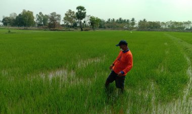 ปีนี้เกษตรกร4จว.อีสานใต้ป่วยโรคฉี่หนูพุ่ง81รายตาบแล้ว2 โคราชมากที่สุด