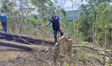 เหิมเกริมหนัก!แก๊งมอดไม้ลอบโค่นป่าเทือกเขาสันกาลาคีรี ป่าต้นน้ำแม่น้ำเทพา
