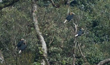 เริ่มแล้วฤดูชมนกเงือกที่ "ช่องเย็น"ป่าแม่วงก์ กำแพงเพชร