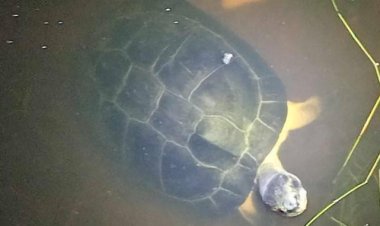 แปลกแต่เรื่องจริง!เต่ายักษ์มาจำศีลที่บ้านทุกพรรษา คอหวยไม่พลาดส่องบ้านเลขที่