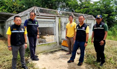 พิจิตรประมงตรวจเข้มฟาร์มเลี้ยงจระเข้หลังพบลูกหลานพญาชาละวันมีพัฒนาการต่อตัวปีนรั้วจะหนีออกจากบ่อเลี้ยง