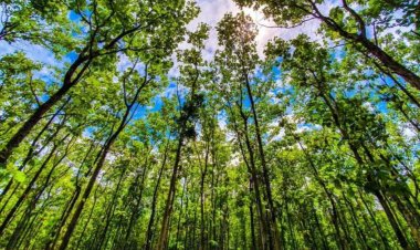 Carbon Credit สร้างรายได้ให้เกษตรกรไทยอย่างไร?