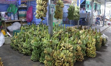 อากาศร้อน ผลผลิตน้อย กล้วยน้ำหว้าขอนแก่นราคาพุ่งหวีละ 60 บาท