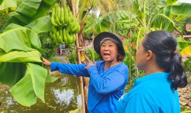 เจ้าของสวนกล้วยราชบุรี เผย น้ำน้อย-ภัยแล้ง ผลผลิตหดหาย จนราคาแพงเป็นประวัติการณ์