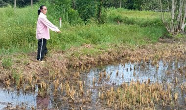 ชาวนาปราจีนฯทุกข์หนัก!สารเคมีจากไร่อ้อยไหลลงนาข้าวยืนต้นตาย